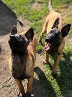 BELGICKÝ OVČÁK MALINOIS - ŠTĚŇATA S PP
