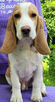 štěňata beagle s PP
