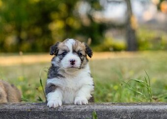 Welsh Corgi Pembroke s PP