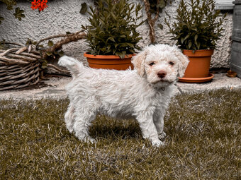 Lagotto romagnolo - italský vodní pes s PP - 1
