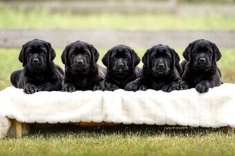IHNED K ODBĚRU Labrador s PP