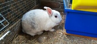 Králík rex