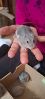 Křeček džungarský