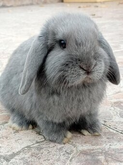 Volný Sameček - Anglický Zakrslý Beránek MiniLop🍑🧡🤍