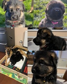 Štěňátka - Německý Ovčák