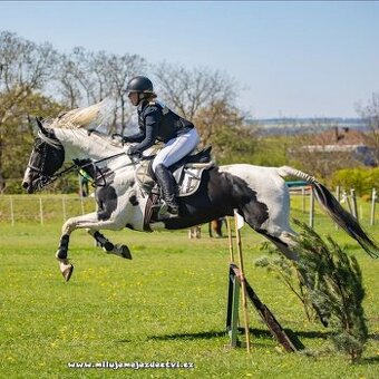 Deros Verona - hřebec