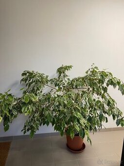 Xxl benjamin vcetne kvetinace