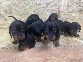 Jezevčík trpasličí