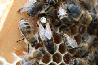 Oplozené matky včely Kraňské