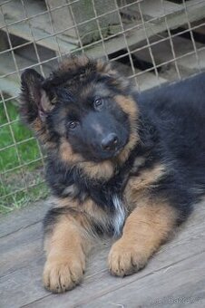 Německý ovčák s PP