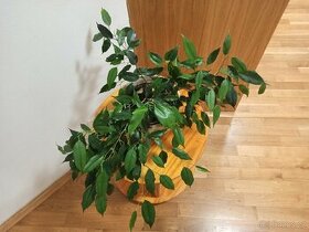 Ficus benjamina - 1