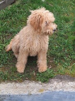 Goldendoodle