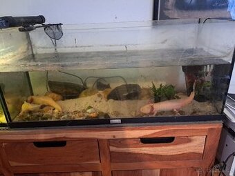 Akvariuim 2x s příslušenstvím jak na foto. - 1