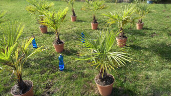 Palmy - Trachycarpus Fortunei