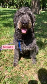 Labradoodle F1B - 1