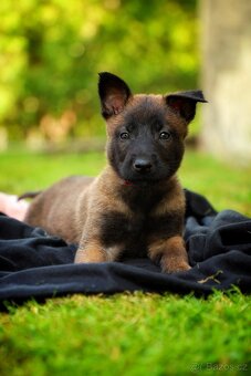 Belgický ovčák Malinois