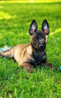 Belgický ovčák Malinois