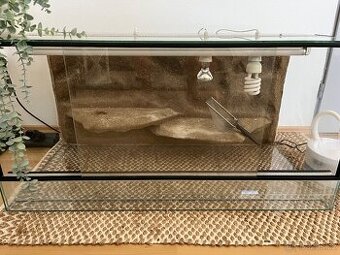 Terárium agama