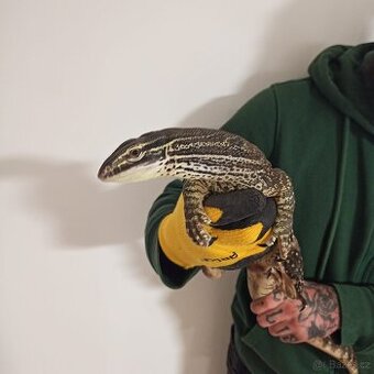 Varanus panoptes horni