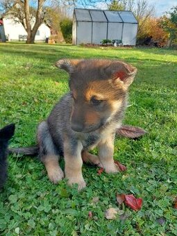 Německý ovčák bez PP vlkošedé barvy