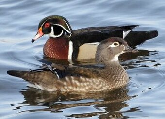 Prodám Kachničky karolinské