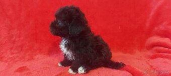 Boloňský psík barevný/ruská barevná bolonka s PP