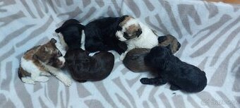 Boloňský psík barevný/ruská barevná bolonka s PP