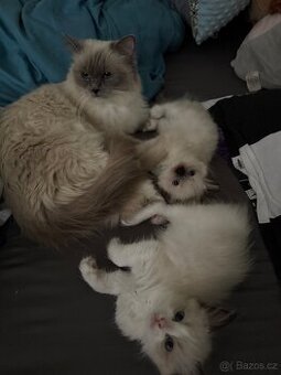 Přijímám rezervace Ragdoll koťátka bez pp