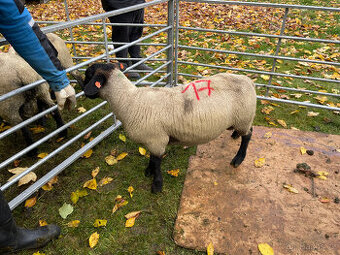 Plemenné beránky Suffolk