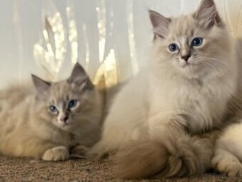 Koťata plemene RAGDOLL - 1