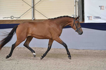 mladý drezurní valach s výborným pohybem