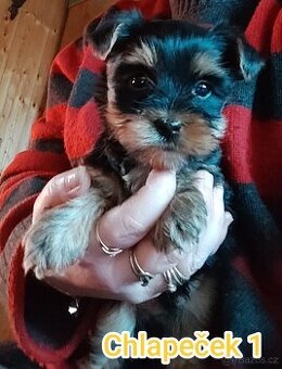 Jorkšírský teriér, kouzelná tři štěňátka