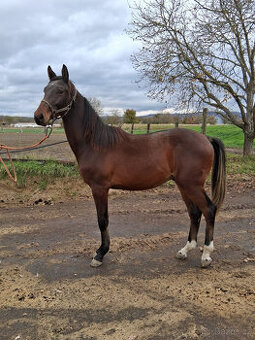 Valach po Compagnero R.S. - 1