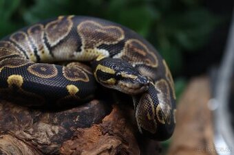 Krajta královská - samec - Ghi