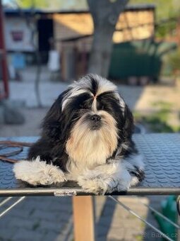 Shih tzu s PP ( šicu, shih-tzu, sicu)