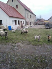 Ovce s jehnětem