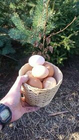 Domácí vejce slepic z volného chovu, Hradec Králové,Nahořany