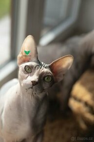 Sphynx Smaragd