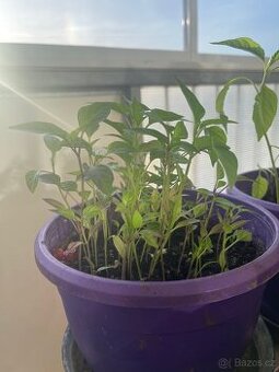 Sazenice chilli papriček + sladké papriky