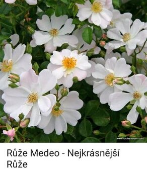 Růže cordes medeo