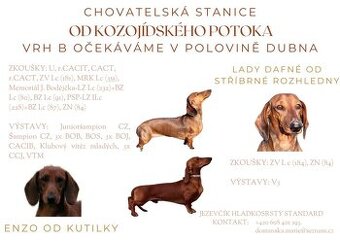 Jezevčík hladkosrstý standard s PP - 1