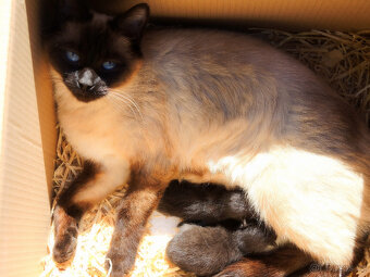 Kotata po ragdoll - 1