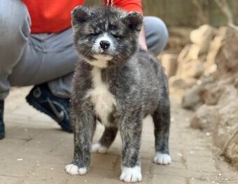 Akita Inu s PP - FCI & AKIHO