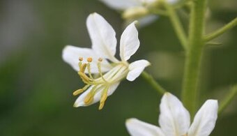 Třemdava bílá Dictamnus albus 100 semen 50 Kč