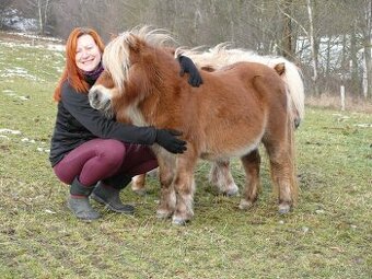 Klisna shetland s hříbětem 3 v 1