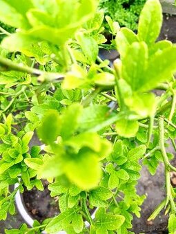 Citronečník, Poncirus trifoliata, stromky, stromy