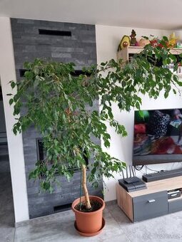 Fikus, ficus