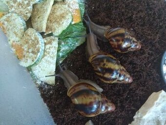Africký šnek Archachatina Marginata Suturalis dark body