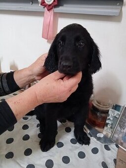 FLAT coated retriever černí pejsci s PP