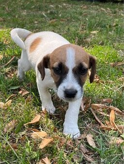 Prodám štěně (fenku) Jack Russel teriér